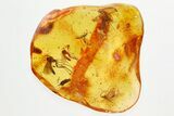 Fossil Wasps, Gnats, Woodlouse, Moth Fly & Ant in Baltic Amber #362673-5